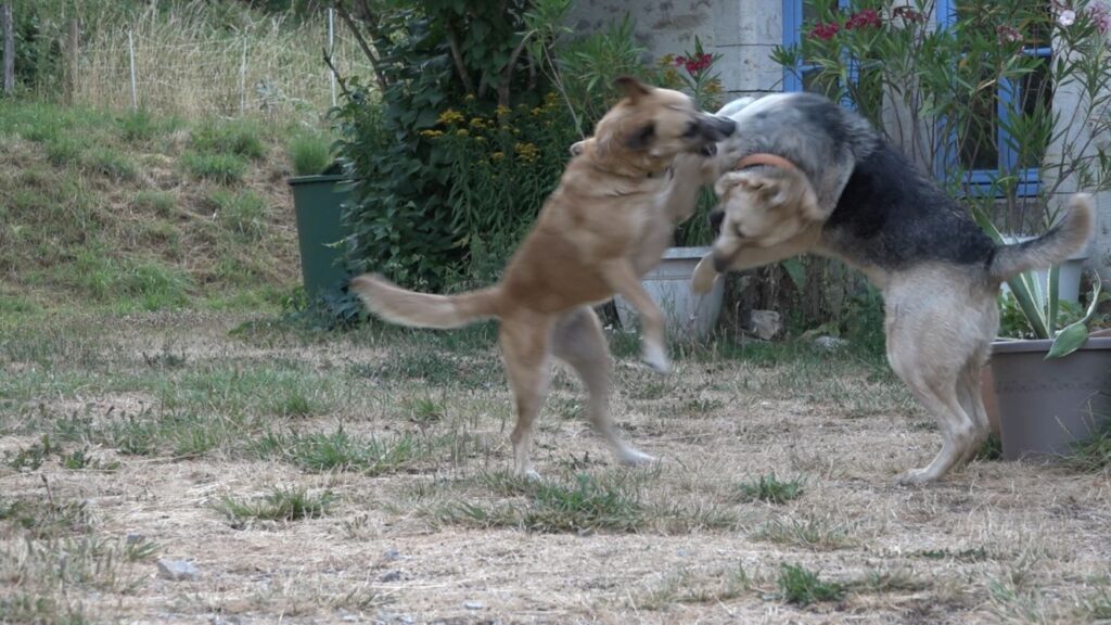Zwei Hunde spielen vor einem Haus