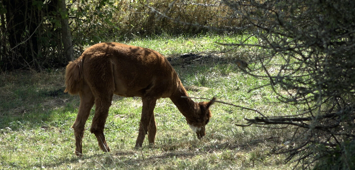 ein braunes Lama frisst auf einer Weide mit Büschen