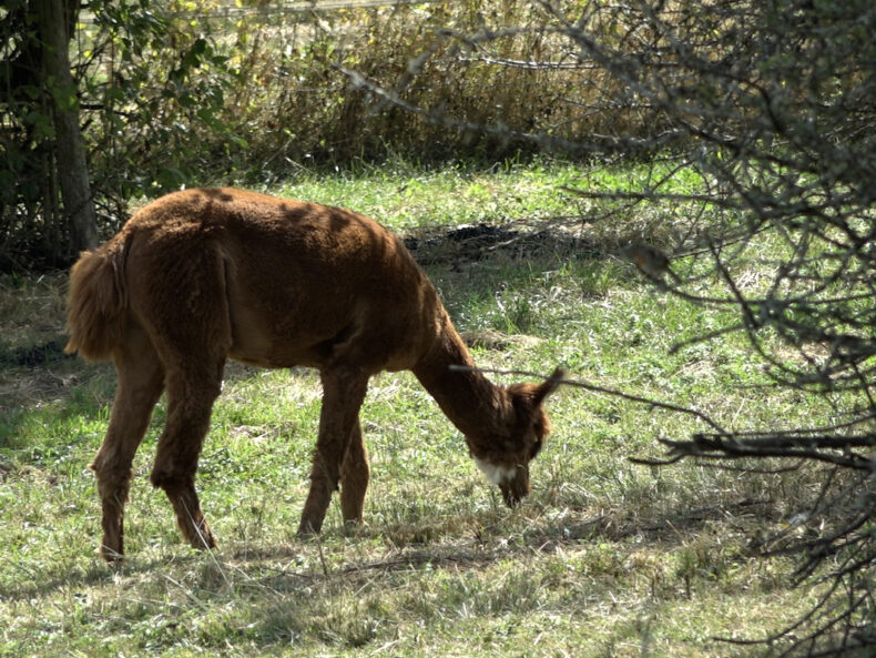 ein braunes Lama frisst auf einer Weide mit Büschen