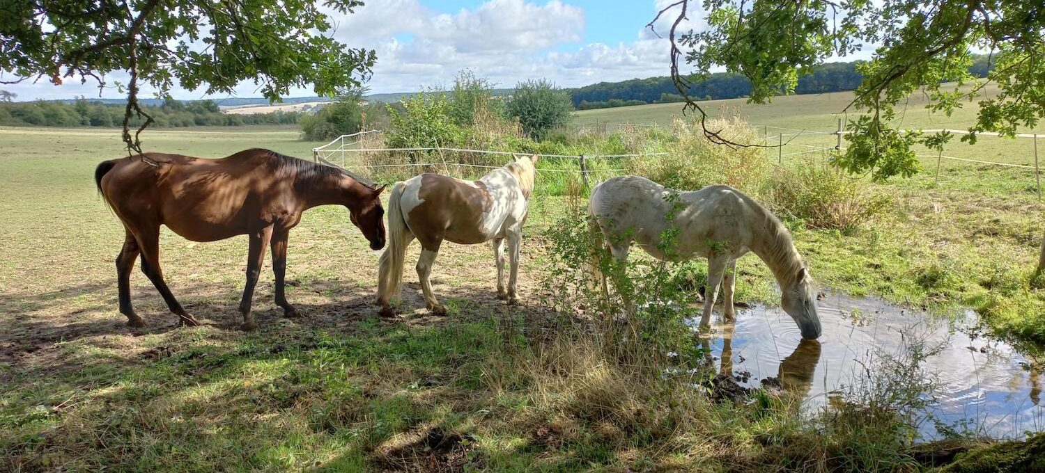 Drei Pferde an einer natürlichen Wasserstelle