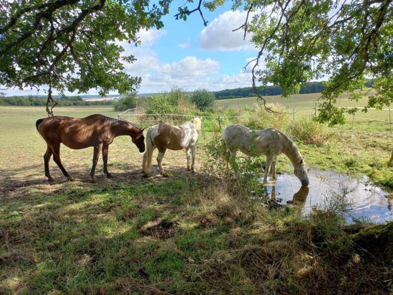 Drei Pferde an einer natürlichen Wasserstelle