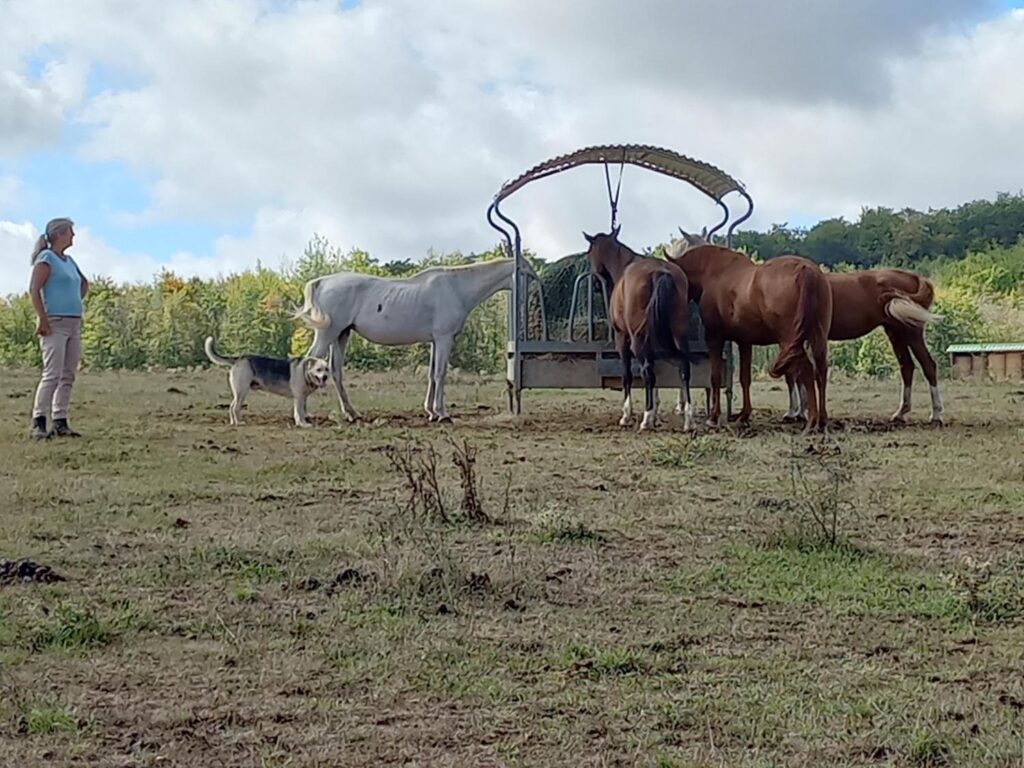 Pferde an einer Heuraufe auf einer ausgetrockneten Weide