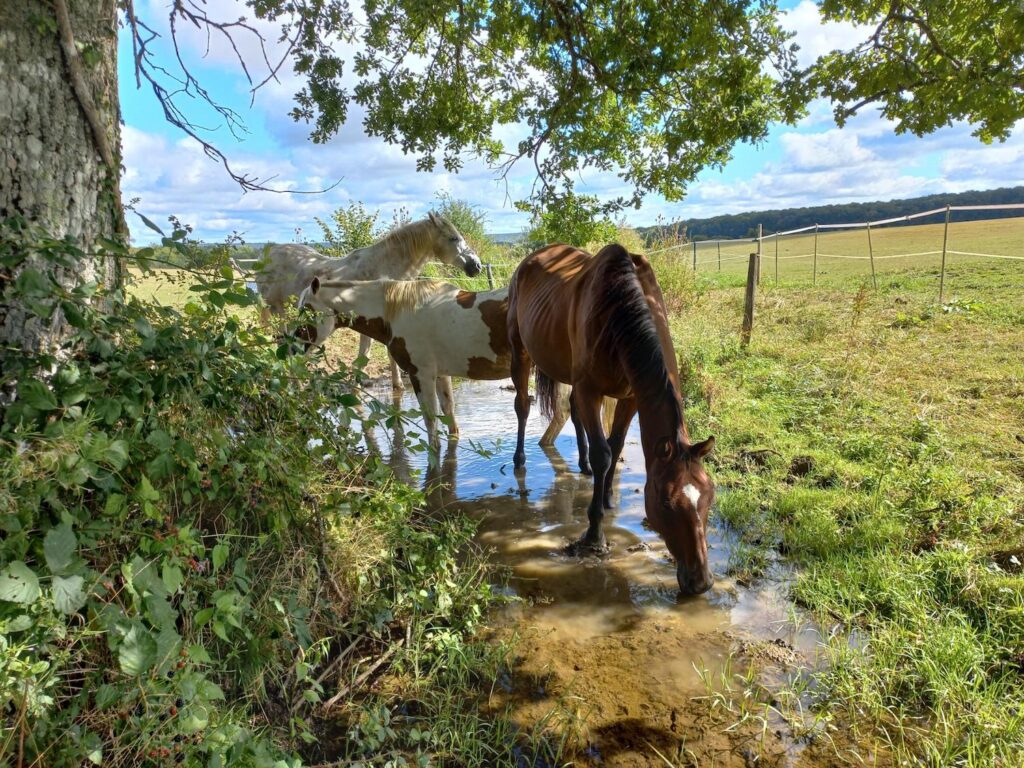 Pferde nach dem regen an einer natürlichen Wasserstelle